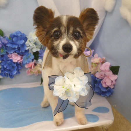 【山手店】2025年6月15日のワンちゃん達♪