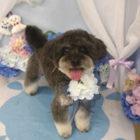 【山手店】2025年6月16日のワンちゃん達♪