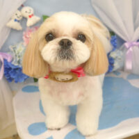 【山手店】2025年6月19日のワンちゃん達♪