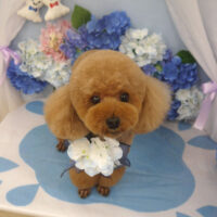 【山手店】2025年6月20日のワンちゃん達♪