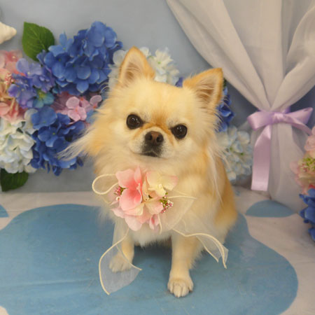 【山手店】2025年6月21日のワンちゃん達♪