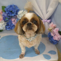 【山手店】2025年6月23日のワンちゃん達♪