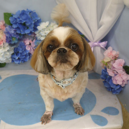 【山手店】2025年6月23日のワンちゃん達♪