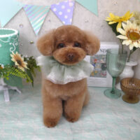 【山手店】2025年6月27日のワンちゃん達♪