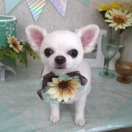 【山手店】2025年6月28日のワンちゃん達♪