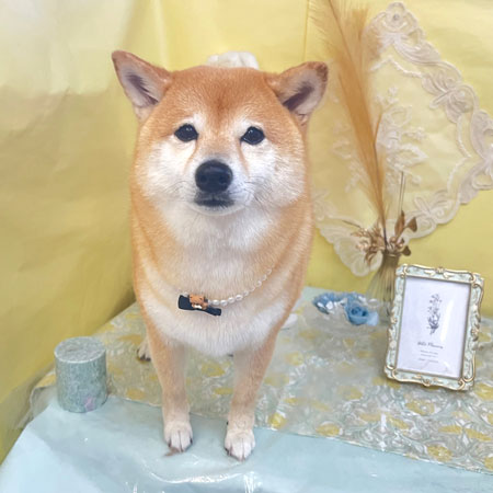 【池下店】2025年6月20日のワンちゃん達♪