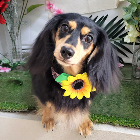 【本店】2025年7月14日のワンちゃん達♪