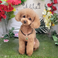 【本店】2025年7月28日のワンちゃん達♪