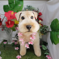 【本店】2025年7月30日のワンちゃん達♪