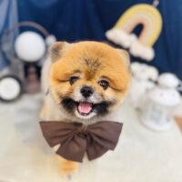 【池下店】2025年7月13日のワンちゃん達♪