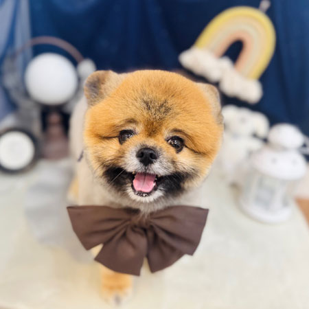 【池下店】2025年7月13日のワンちゃん達♪