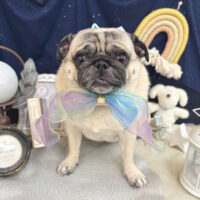 【池下店】2025年7月4日のワンちゃん達♪