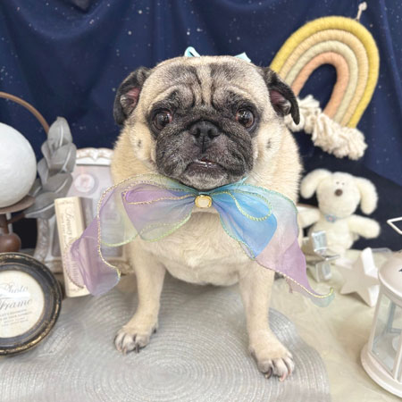 【池下店】2025年7月4日のワンちゃん達♪