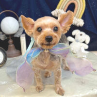 【池下店】2025年7月6日のワンちゃん達♪