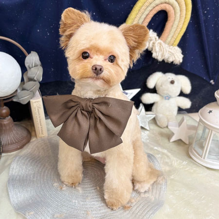 池下店】2025年7月12日のワンちゃん達♪ - 犬のトリミングサロン