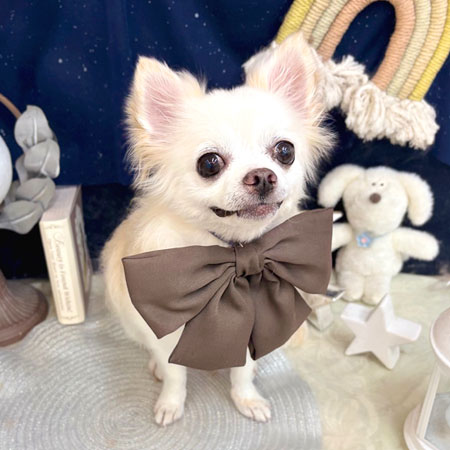 【池下店】2025年7月18日のワンちゃん達♪