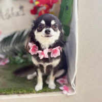 【本店】2025年7月3日のワンちゃん達♪