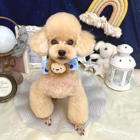 【池下店】2025年7月3日のワンちゃん達♪