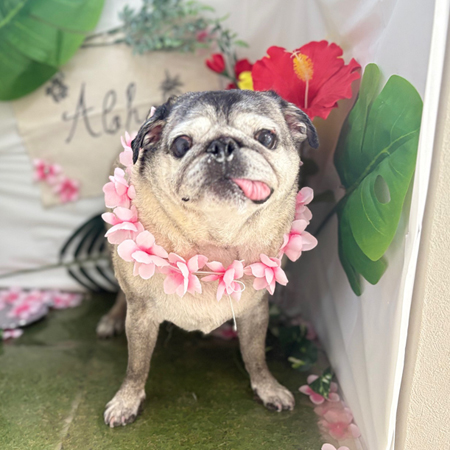 【本店】2025年7月10日のワンちゃん達♪