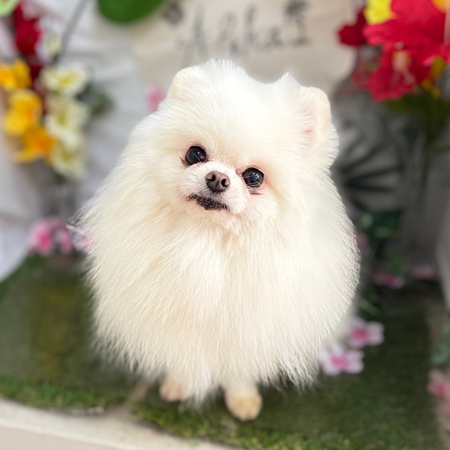 【本店】2025年7月5日のワンちゃん達♪