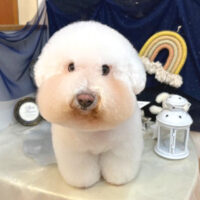 【池下店】2025年7月12日のワンちゃん達♪