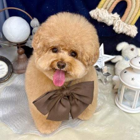 愛犬サンプル写真 ♡202507♡ じーっと見てくると思ったら… お腹空いてたのね😋
