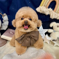 【池下店】2025年7月20日のワンちゃん達♪