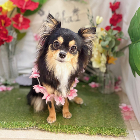 【本店】2025年7月19日のワンちゃん達♪