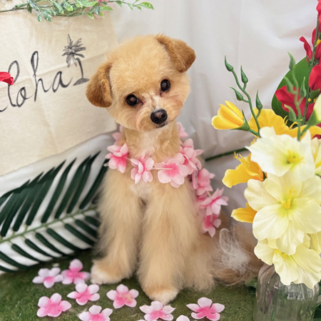 【本店】2025年7月13日のワンちゃん達♪