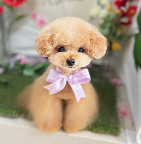 愛犬サンプル写真 本店】2025年7月24日のワンちゃん達♪ - 犬のトリミングサロン