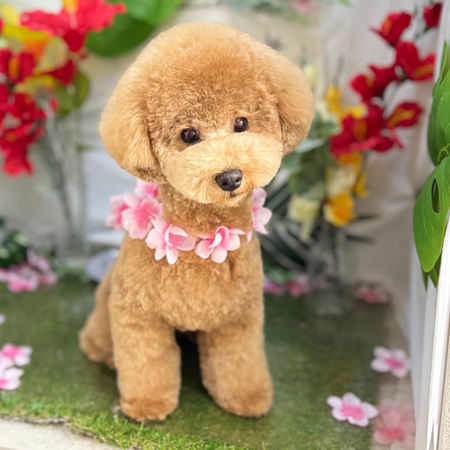 【本店】2025年7月17日のワンちゃん達♪