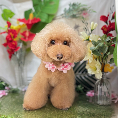 【本店】2025年7月18日のワンちゃん達♪