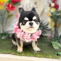 【本店】2025年7月27日のワンちゃん達♪