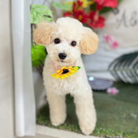 【本店】2025年7月20日のワンちゃん達♪