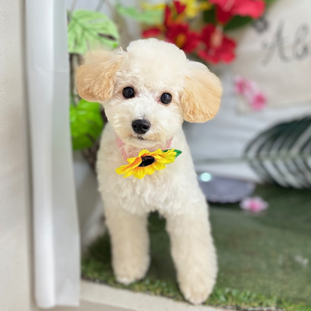 【本店】2025年7月20日のワンちゃん達♪