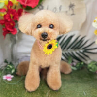 【本店】2025年7月21日のワンちゃん達♪