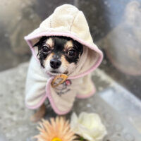 【本店】2025年7月24日のワンちゃん達♪