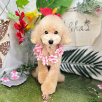 【本店】2025年7月25日のワンちゃん達♪