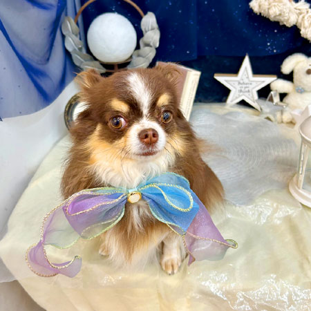 【池下店】2025年7月10日のワンちゃん達♪