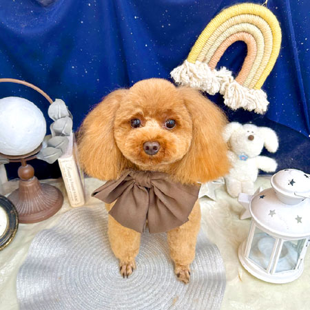 池下店】2025年7月12日のワンちゃん達♪ - 犬のトリミングサロン