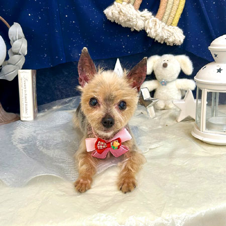 【池下店】2025年7月17日のワンちゃん達♪