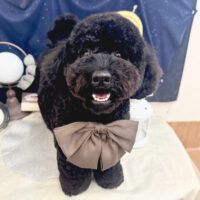 【池下店】2025年7月11日のワンちゃん達♪