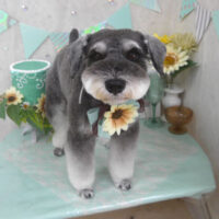 【山手店】2025年7月3日のワンちゃん達♪