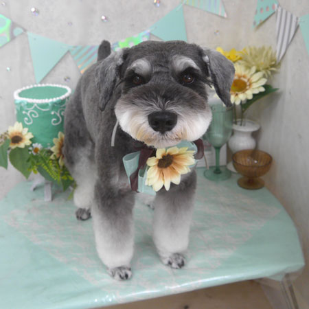 【山手店】2025年7月3日のワンちゃん達♪