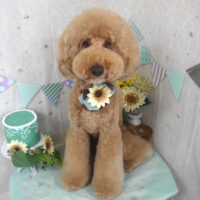 【山手店】2025年7月4日のワンちゃん達♪