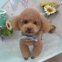 【山手店】2025年7月5日のワンちゃん達♪