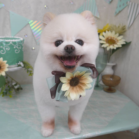 【山手店】2025年7月6日のワンちゃん達♪