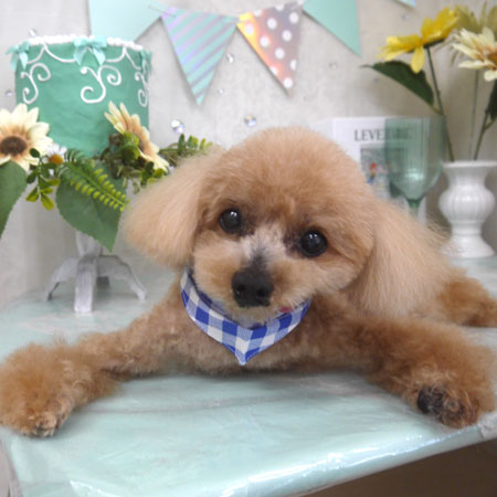 【山手店】2025年7月10日のワンちゃん達♪