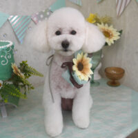 【山手店】2025年7月11日のワンちゃん達♪