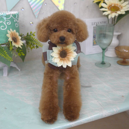 【山手店】2025年7月13日のワンちゃん達♪